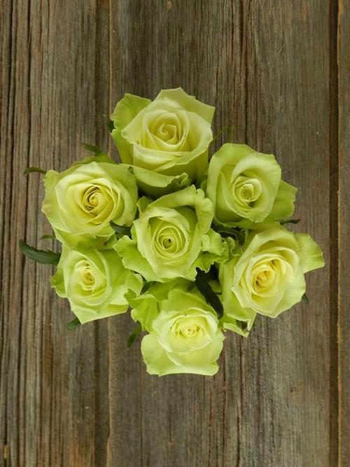 JADE  GREEN ROSES